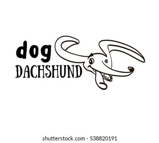 dachshund, dog, sausage dog, dachshund puppy, dachshund isolated