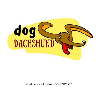 dachshund, dog, sausage dog, dachshund puppy, dachshund isolated