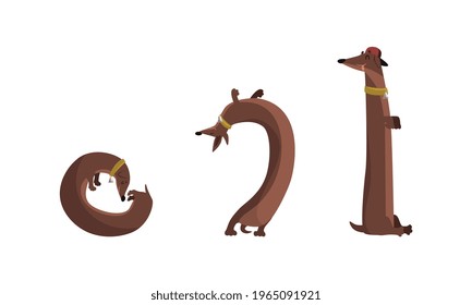 Dachshund Dog Set, Funny Pet Animal Character in Various Poses Vector Illustration