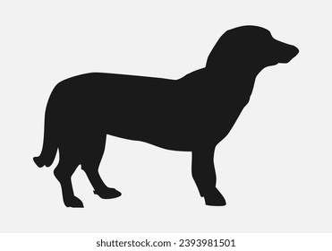 Vista lateral del perro de Dachshund. aislado de fondo blanco. mascota, linda, animal. ilustración portadora de silueta.