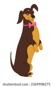 Perro de Dachshund sentado en sus patas traseras con una corbata de arco festivo, ilustración vectorial aislada en diseño plano