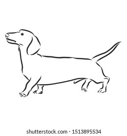 Dachshund Dog Sketch, Contour Vector Illustration 