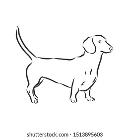 Dachshund dog sketch, contour vector illustration 