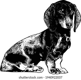 Dachshund Dog Sketch - Vector Illustration
