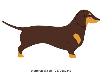 Dachshund dog standing in classical in profile pose, isolated vector illustration