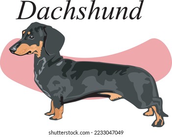 Dachshund Dog Standing Vector Illustration