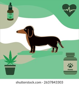 Dachshund dog vector with cannabis plant, cannabidiol (CBD) drops, dog vitamins, and heart cardiogram on green eco background symbolizing pet wellness.
