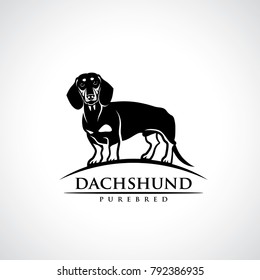 Dachshund dog - vector illustration