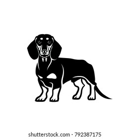 Dachshund dog - vector illustration