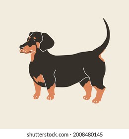 Dachshund dog. Vector illustration. Flat style. Isolated on light background. Fanny animals, doglover, breads, home pats, four-legged friend. Design for pins, stickers, zoo, pet shop.