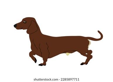 Ilustración vectorial de perro de Dachshund aislada en fondo blanco. Elegante mascota inteligente. Mascota amiga de la familia. Perro cazador terrestre.