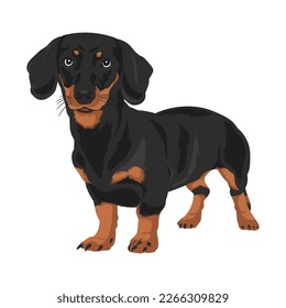 A dachshund dog vector illustration pet lover