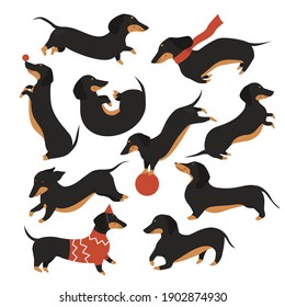 Dachshund dog vector illustration set. Cartoon cute pet animal in various poses collection, funny dachshund wearing sweater or scarf, happy puppy doggy playing with ball, jumping isolated on white