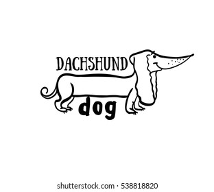 dachshund, dog, Weiner dog, sausage dog, dachshund puppy, dachshund isolated
