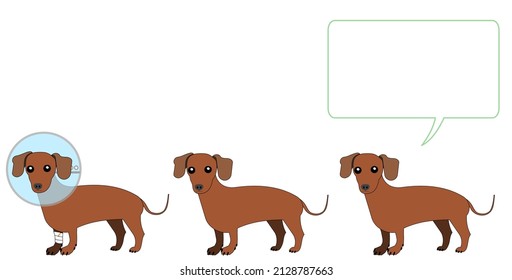 dachshund dogs with Elizabethan collar and speech balloon. 
