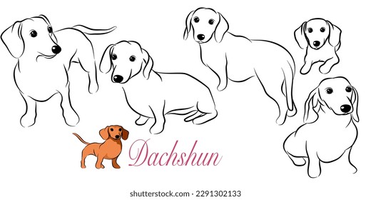 dachshund doodle illustration,dog poses,dog breed,dachshund in action