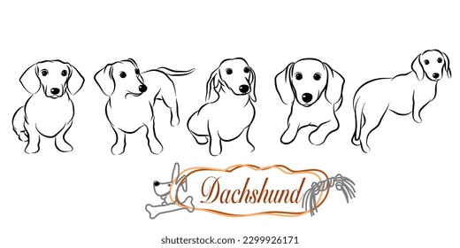 dachshund doodle illustration,dog poses,dog breed,dachshund in action