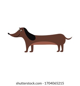 Dachshund drawing - cute brown sausage dog standing and smiling isolated on white background. Flat vector illustration of pet animal with long body.