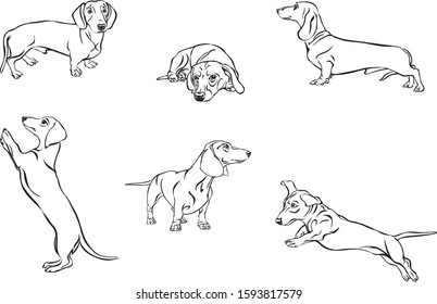 Dachshund, dachshund figure, vector, different positions, illustration, black and white