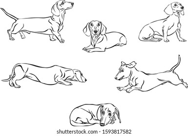 Dachshund, dachshund figure, vector, different positions, illustration, black and white
