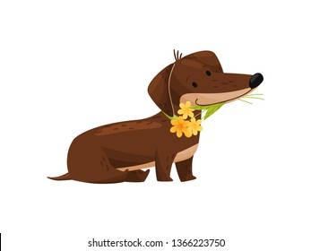 Dachshund with flowers bouqueton white background. Spring concept.