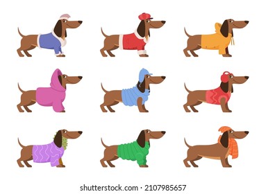 Dachshund. Funny happy dog in winter clothes cute decorative xmas long knitted sweater exact vector templates domestic animals dachshund