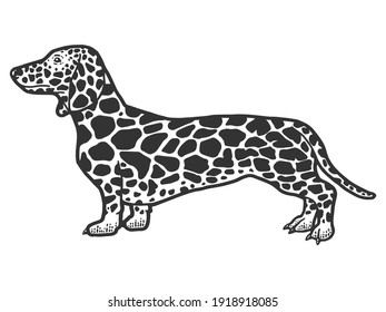 Dachshund of giraffe coat. Sketch scratch board imitation. Black and white.