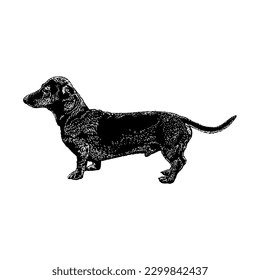 Dachshund hand drawing vector isolated on white background.