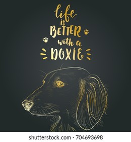 Dachshund hand drawn vector portrait for t-shirt design, print and greeting cards. Hand drawn lettering quote "Life is better with a doxie". Pet love background.