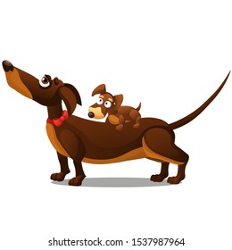 Dachshund with his puppy in a red collar isolated on a white background. Vector cartoon close-up illustration