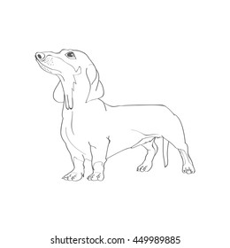 Dachshund. Hunting breeds of dogs with short legs. Favorite pets. Friend of human. Sketch. Coloring book. Vector. 