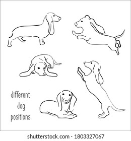 dachshund illustration,dog poses,dog breed,dachshund in action, icons dogs set isolated 