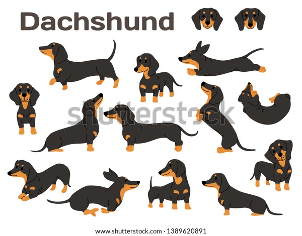 dachshund illustration,dog poses,dog\
breed,dachshund in\
action
