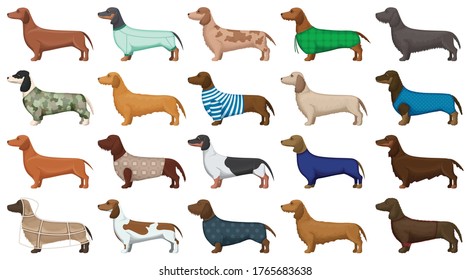 Dachshund isolated cartoon set icon. Vector illustration dog on white background. Vector cartoon set icon dachshund.
