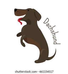 Dachshund isolated. Short-legged, long-bodied, hound-type dog breed. Coat varieties smooth, longhaired, and wirehaired. Part of series of cartoon puppy species. Child fun pattern icon. Vector