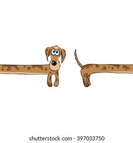 dachshund isolated vector illustration