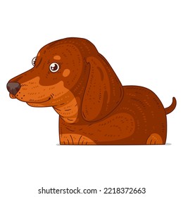 A Dachshund, isolated vector illustration. Funny cartoon picture of a dog looking at something with interest. Funny hound sticker. Simple drawing of a friendly dog on white background. A pet. A puppy