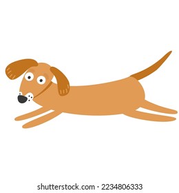Dachshund in a jump. Isolated on white background, vector illustration