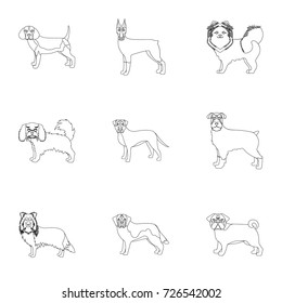 Dachshund, laika, poodle and other web icon in outline style.Boxer, rottweiler, bulldog, icons in set collection.