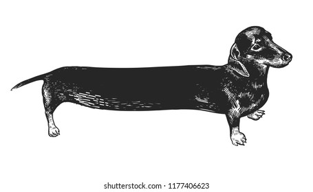 Dachshund long dog 