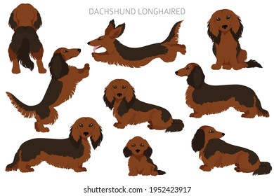 Dachshund long haired clipart. Different poses, coat colors set.  Vector illustration svg