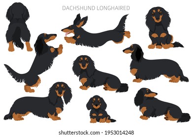 Dachshund long haired clipart. Different poses, coat colors set.  Vector illustration