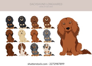 Dachshund long haired clipart. Different poses, coat colors set.  Vector illustration svg