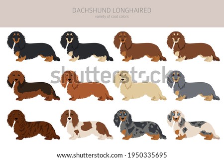 Dachshund long haired clipart. Different poses, coat colors set.  Vector illustration