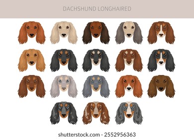 Dachshund Clipart de perro de pelo largo. Conjunto de diferentes colores de pelaje.  Ilustración vectorial