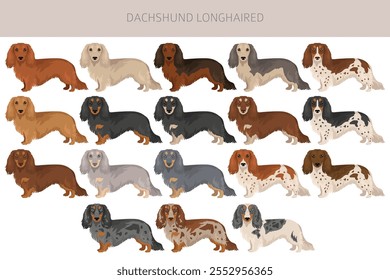 Clipart de cachorro de cabelo comprido Dachshund. Diferentes cores de casaco definido.  Ilustração vetorial