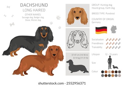 Dachshund Clipart de perro de pelo largo. Conjunto de diferentes colores de pelaje.  Ilustración vectorial