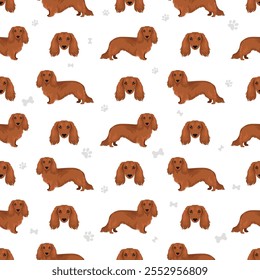 Dachshund perro de pelo largo sin patrón. Conjunto de diferentes colores de pelaje.  Ilustración vectorial