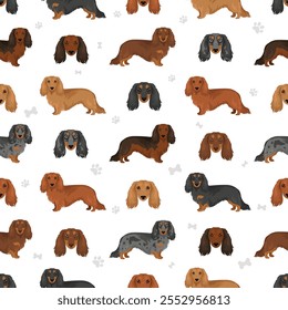 Dachshund perro de pelo largo sin patrón. Conjunto de diferentes colores de pelaje.  Ilustración vectorial