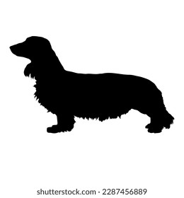  dachshund long haired